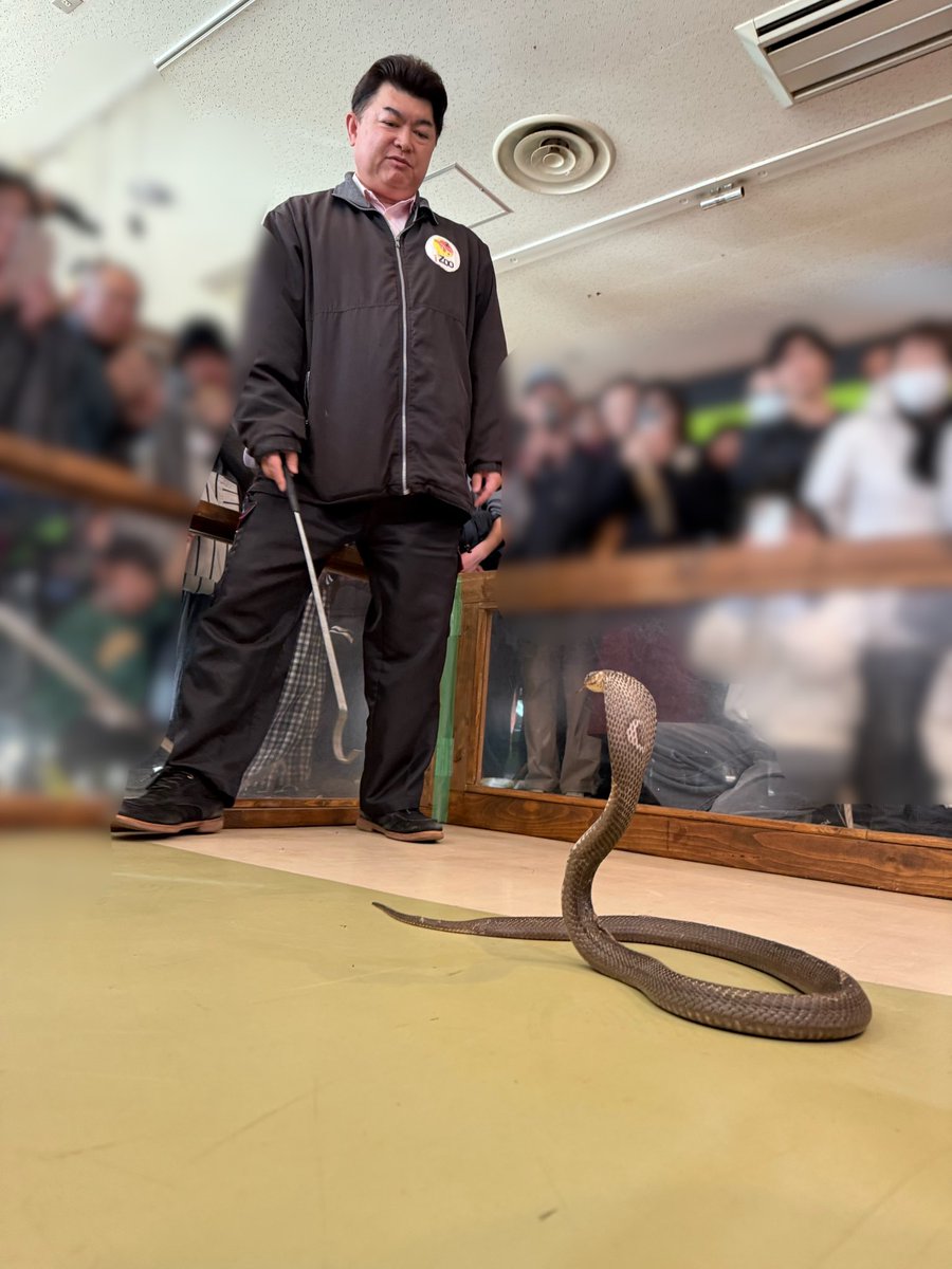 毎年お正月🎍の3日間限定のイベント 【園長による毒蛇の扱いの実演と