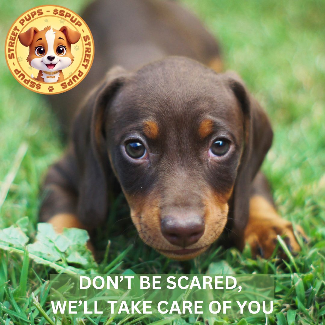 Street_Pups's tweet image. #StreetPups  #SPUP
