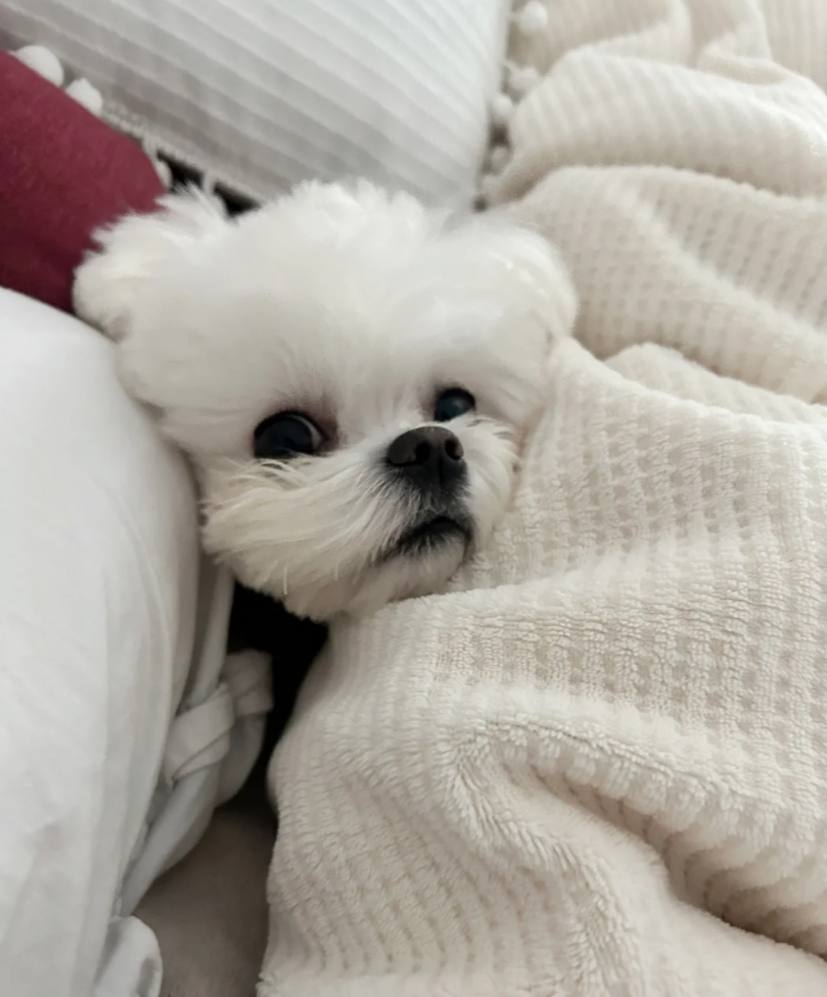 この世界で、犬は最も透き通った魂です。付き添いとは何か、真の友情とは何かを無条件の愛で教えてくれます。