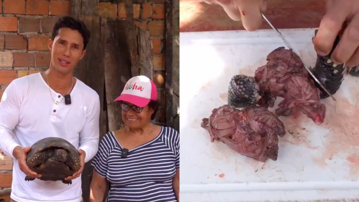 🚨Reconocido chef se grabó cocinando una especie en estado vulnerable▶️ actualidadambiental.pe/reconocido-che…

El chef Rodrigo Fernandini publicó un video preparando un plato en base a una tortuga motelo. ¿Qué relación existe entre el consumo de fauna silvestre, el tráfico y la zoonosis?