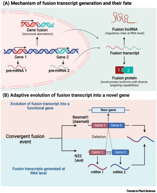 Fusion transcripts in plants: hidden layer of transcriptome complexity dlvr.it/TH7mvC