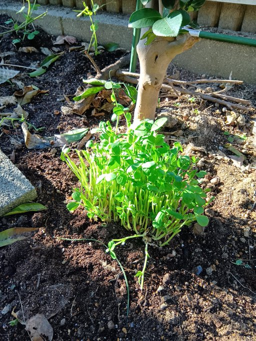 masamasa1's tweet photo. My wife bought Senryo(Sarcandra glabra ). The reused pea sprouts are growing. Vegetables are expensive, so I'm trying to protect my livelihood. Lemons are delicious. The cactus looks like it's about to bloom with a new color flower.
#gardening
#Senryo
#peasprouts
#lemon https://t.co/8ZR0Ak3ibD