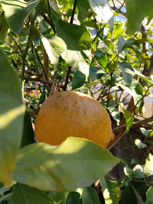 masamasa1's tweet photo. My wife bought Senryo(Sarcandra glabra ). The reused pea sprouts are growing. Vegetables are expensive, so I'm trying to protect my livelihood. Lemons are delicious. The cactus looks like it's about to bloom with a new color flower.
#gardening
#Senryo
#peasprouts
#lemon https://t.co/8ZR0Ak3ibD