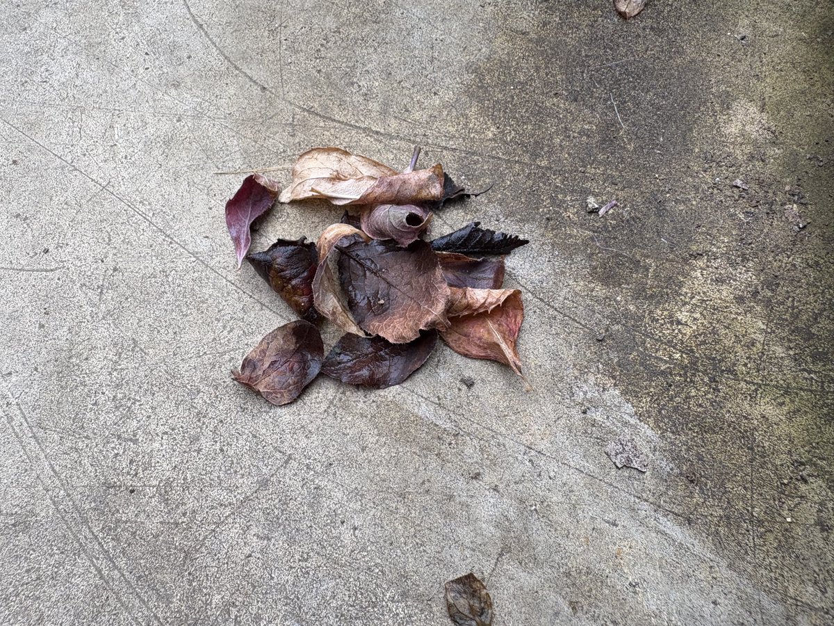 苔のむすまで557日目
----
敷石に落ち葉が溜まっていたので、お掃除しました。