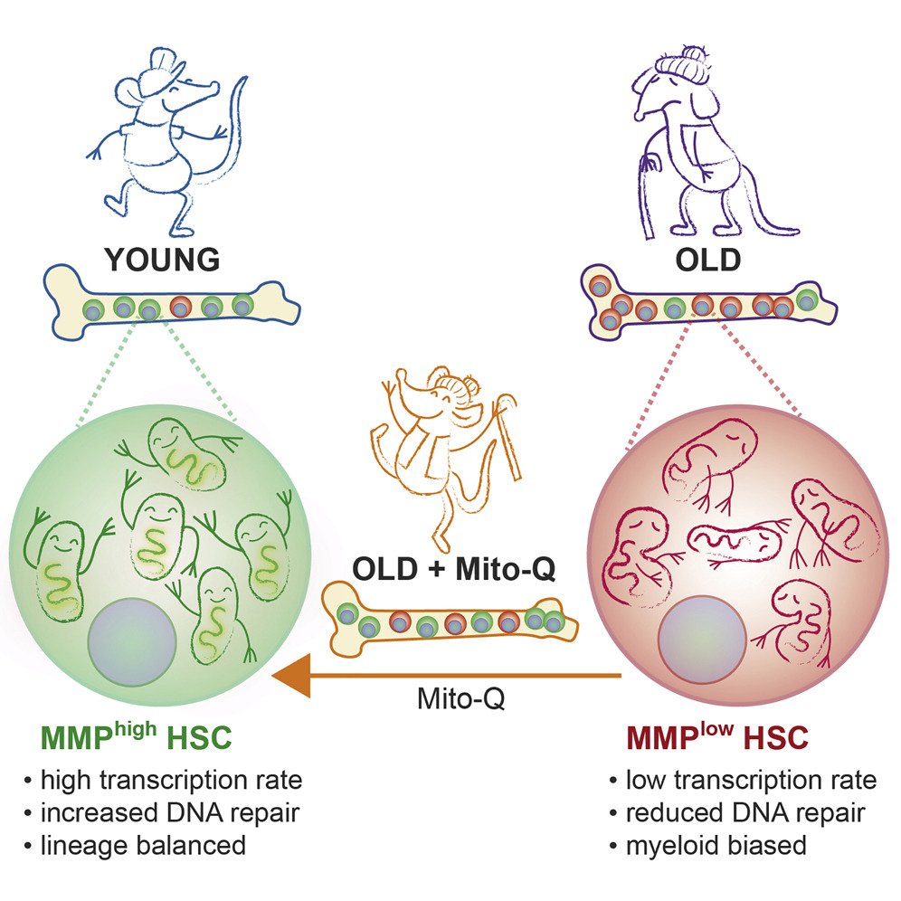 Aged HSCs have defective mitochondria and increasingly produce myeloid progenitors at the expense of lymphoid progenitors...