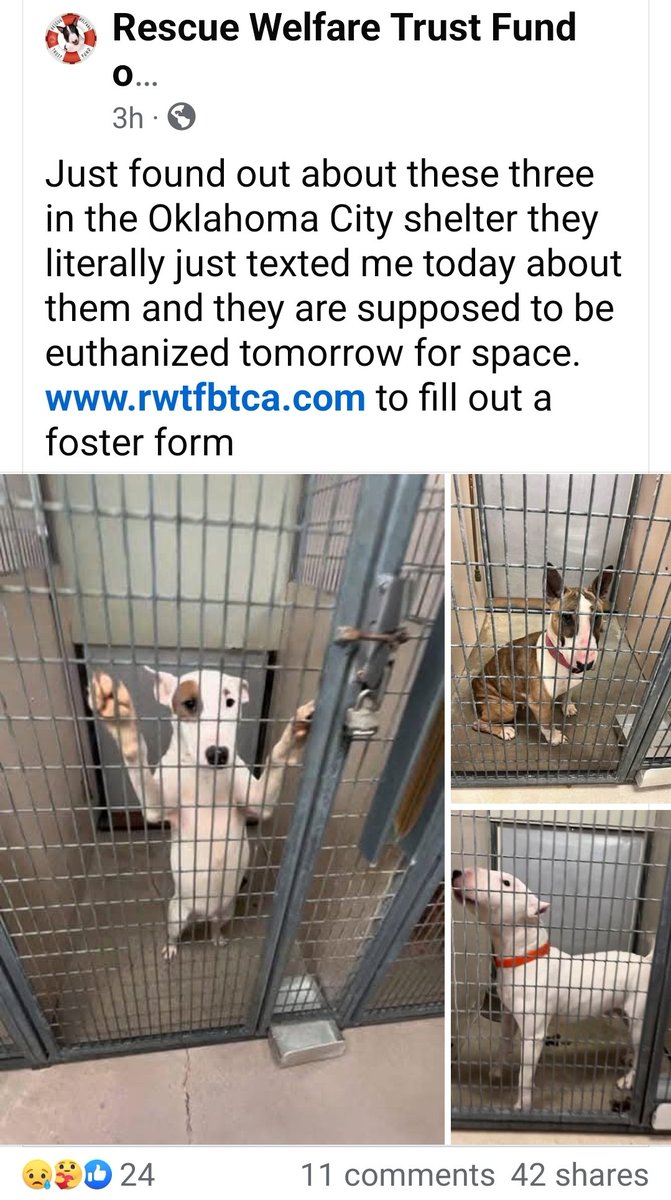 These dogs must have a placement by 2:00 pm CST Friday 1/3/25! Please contact bullterrierclubofamericarescue.com    if you can help!