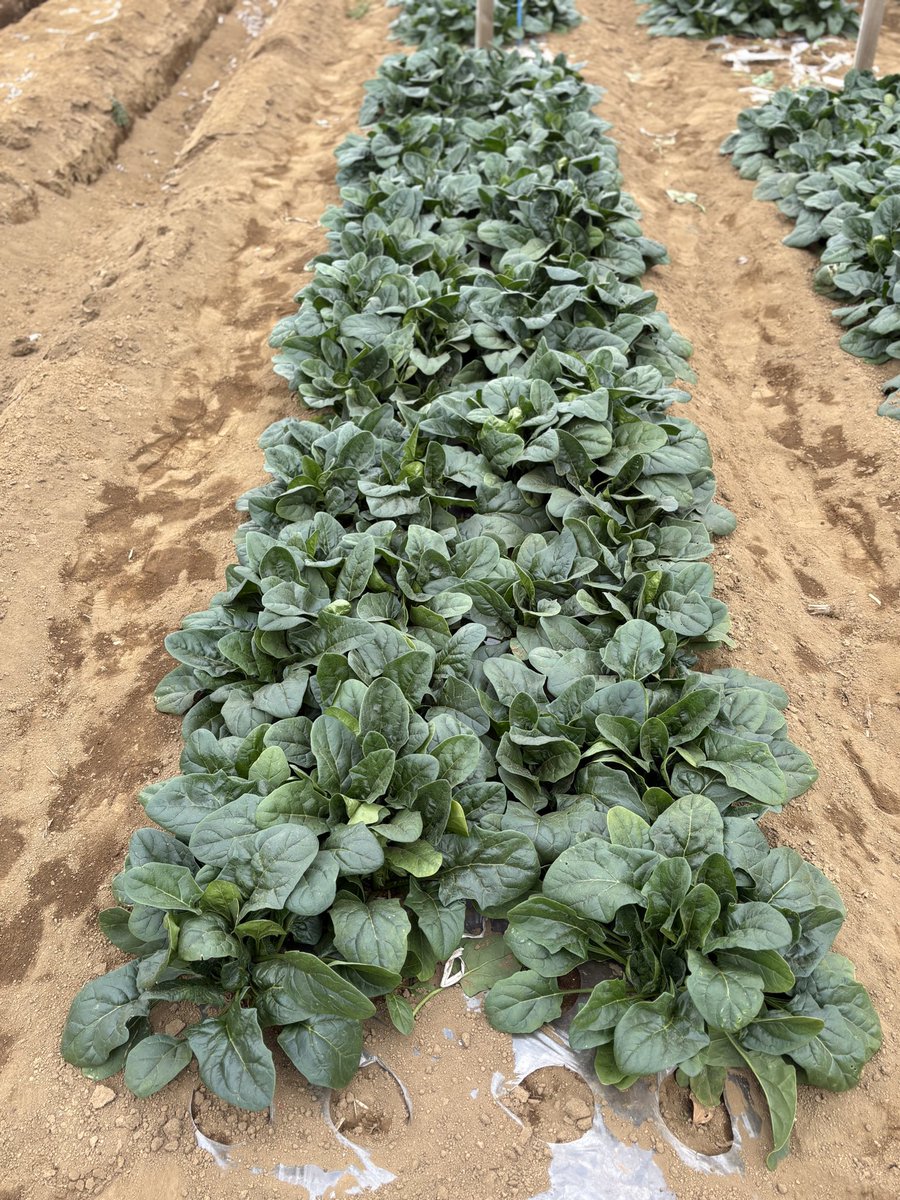 murasaki_hana_'s tweet image. 毎年この一区画の権利を購入させていただいております
冬の重要なビタミン源です
私たちの町はまだ治安がよいですね
#Spinach #ほうれん草🥬