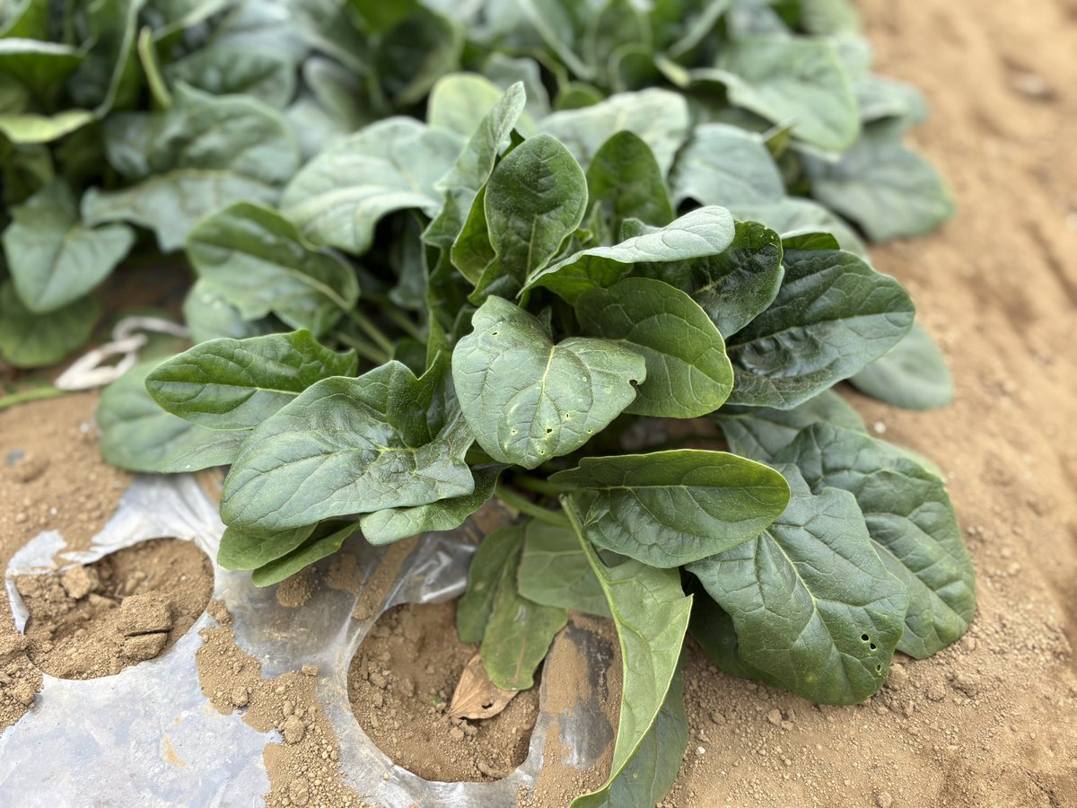 murasaki_hana_'s tweet image. 毎年この一区画の権利を購入させていただいております
冬の重要なビタミン源です
私たちの町はまだ治安がよいですね
#Spinach #ほうれん草🥬