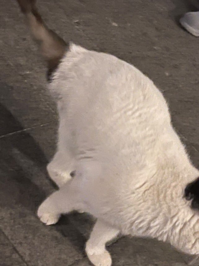 حبيبتي لو تعرضي هذا القط رجله مقطوعة في جدة في الكورنيش خلف البيك
ممكن على رقمي هذا 0530082222