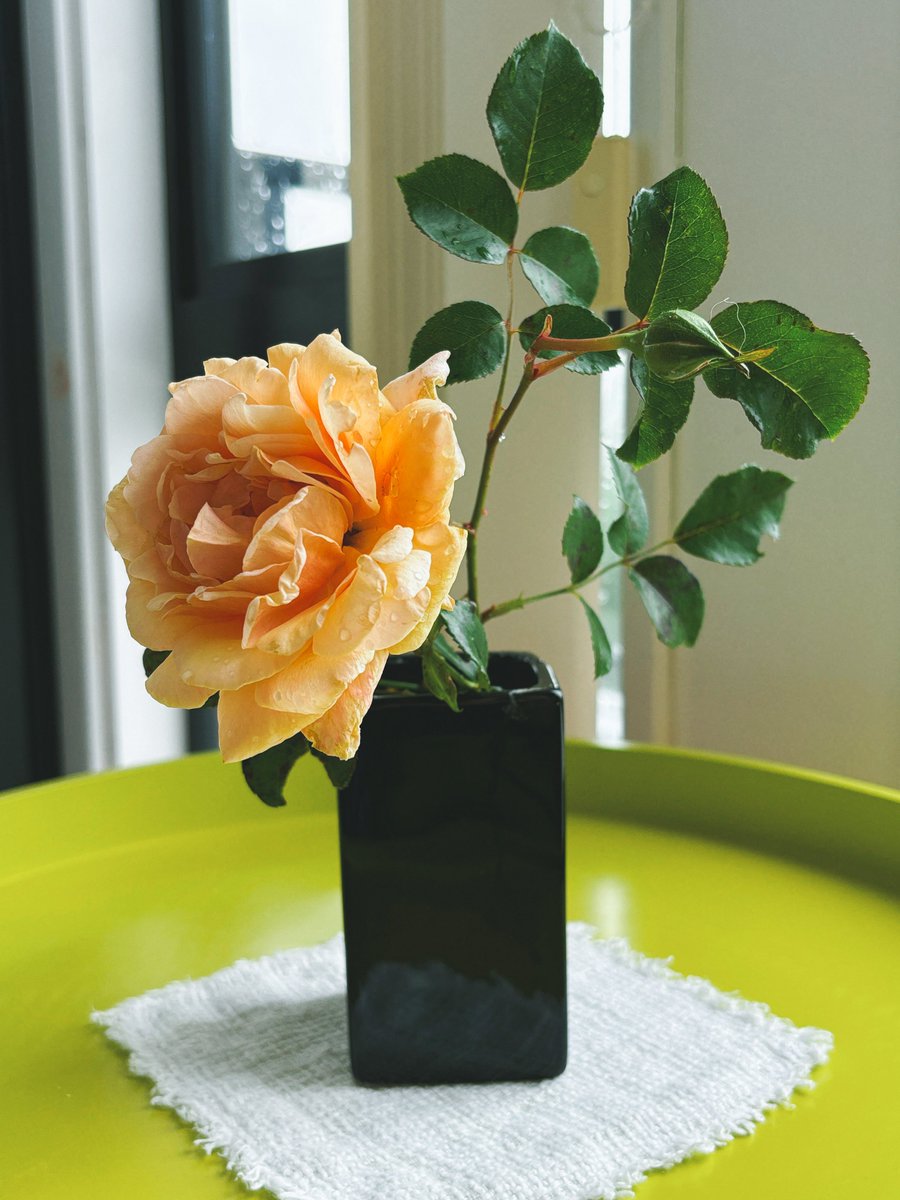 屋里屋外都有她 带着雨露 给这个bleak midsummer's day一点点光彩