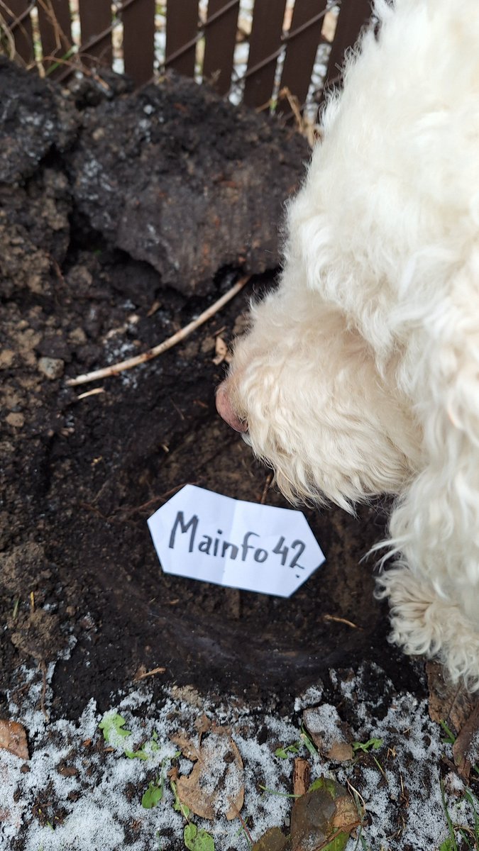 mainfo's tweet photo. Starting the year by digging a "no purpose" hole in my Frozen Canadian Backyard... That dirt is hard as a rock...I had to dig two...as deep as I could. 
@justentropylol @techhustler @zelaurent @mainfo42  @dogor0184

#DePIN #DePINAlliance #ENT https://t.co/bBM9YWKVcv