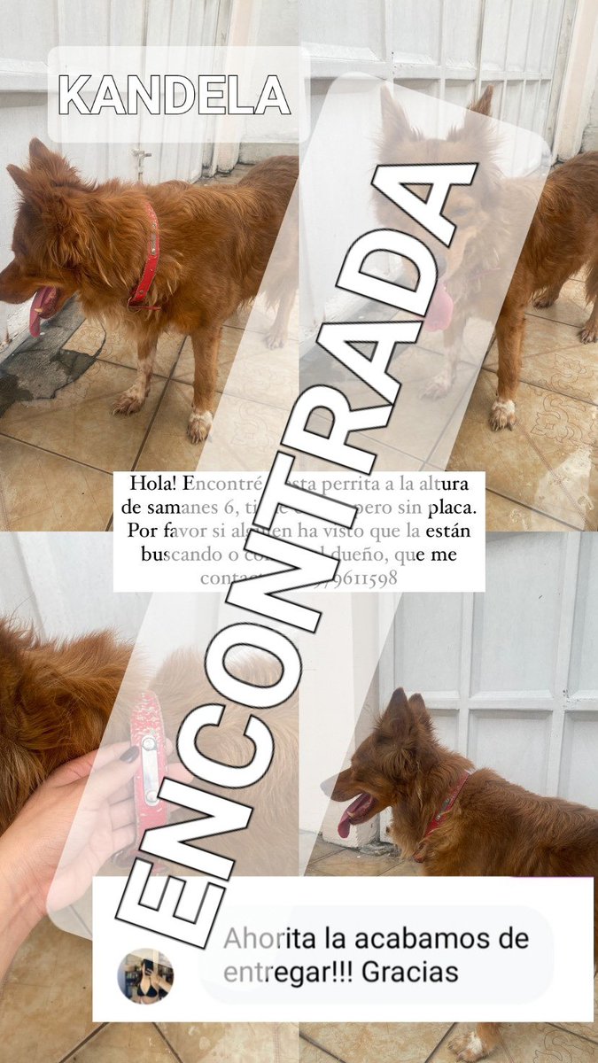 AlertaMePerdi's tweet photo. Nos complace informar que #KANDELA, ya se encuentra con sus tutores, gracias a tod@s por compartir la información. https://t.co/61gsvXN2LY