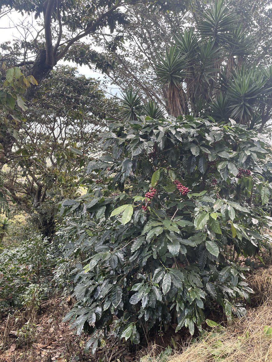 #cafedeelsalvador #shadegrowncoffee #24-25 ☕️ 🇸🇻