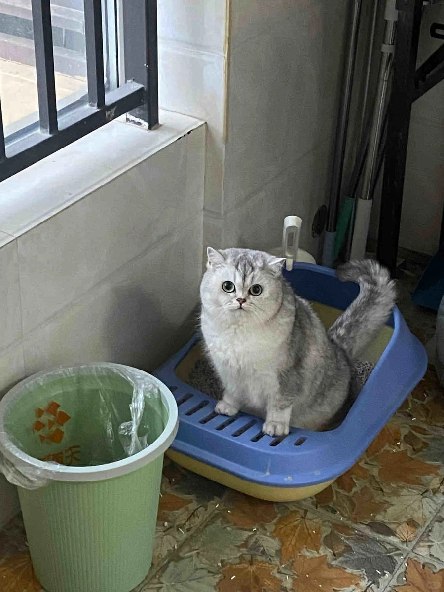 fengrui195261's tweet image. I am currently pooping. #Pooping #BathroomTime #NatureCalls