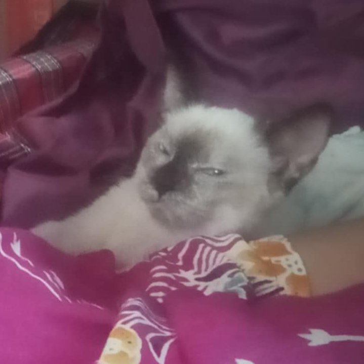 eRui_07's tweet photo. @nocontextscats Lol https://t.co/pwgW8YU1Tz