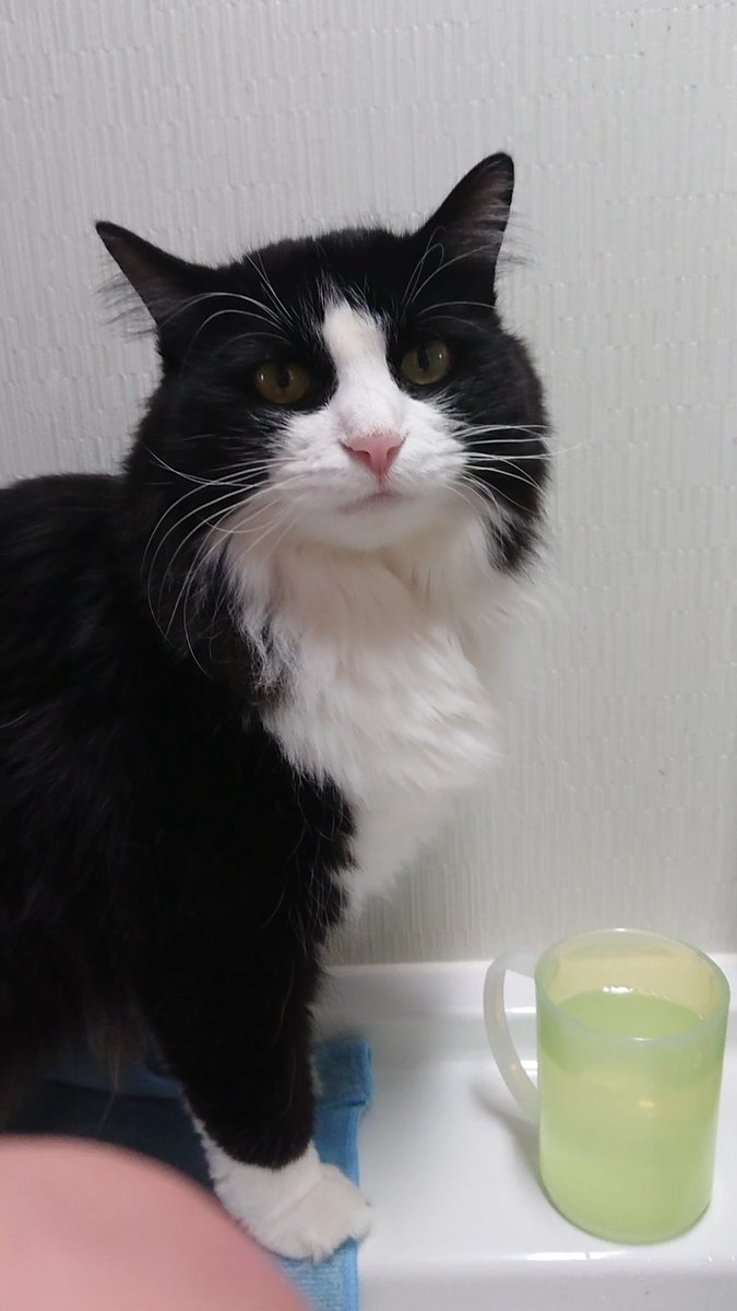 gurigatto's tweet photo. 巨大なリンパ腫が昨年末見つかり現在３種類目の抗がん剤を投与中です。
とりあえず体調は良いようでリンパ腫も小さくなってきました。
消えない限り、余命は限られるので頑張ってほしいです。 https://t.co/jgTuURHKXL