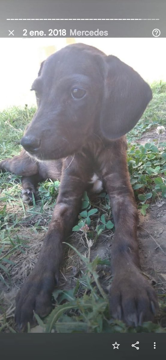 Aestus11's tweet photo. Encontre una imagen de Loki bebe antes de que lo adoptara. Pensar que ahora es un intento de caballo https://t.co/kAmQOvf1kP