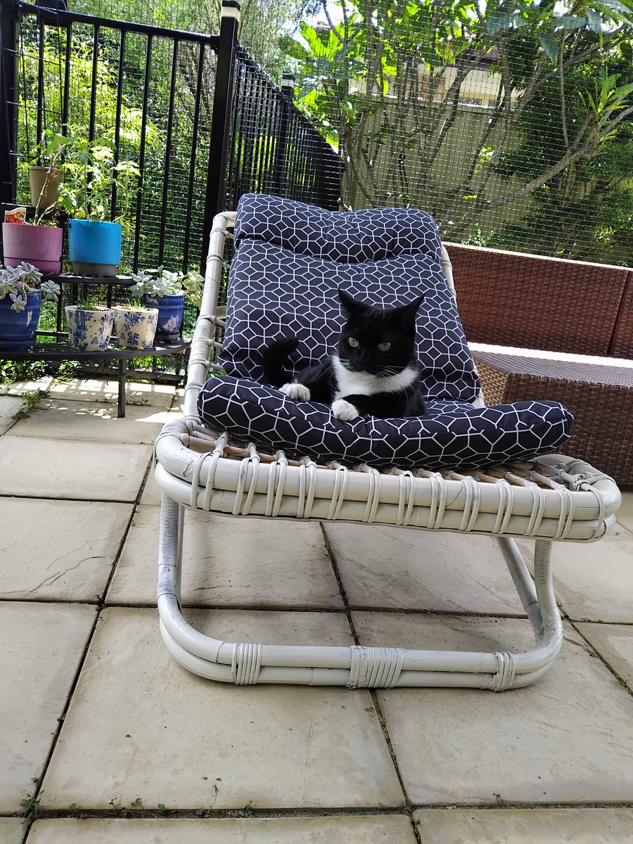 CatGretel's tweet photo. Maggie has claimed the new addition to our Catio
#aussiecatsoftwitter
#kerbsidecollection https://t.co/VOomnbsPk5