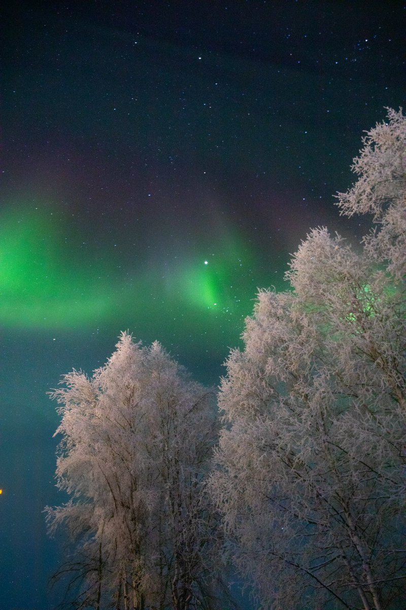 CAMPROBBER_'s tweet photo. Northern lights and frosty trees Willow AK https://t.co/X5pmV49Lzr