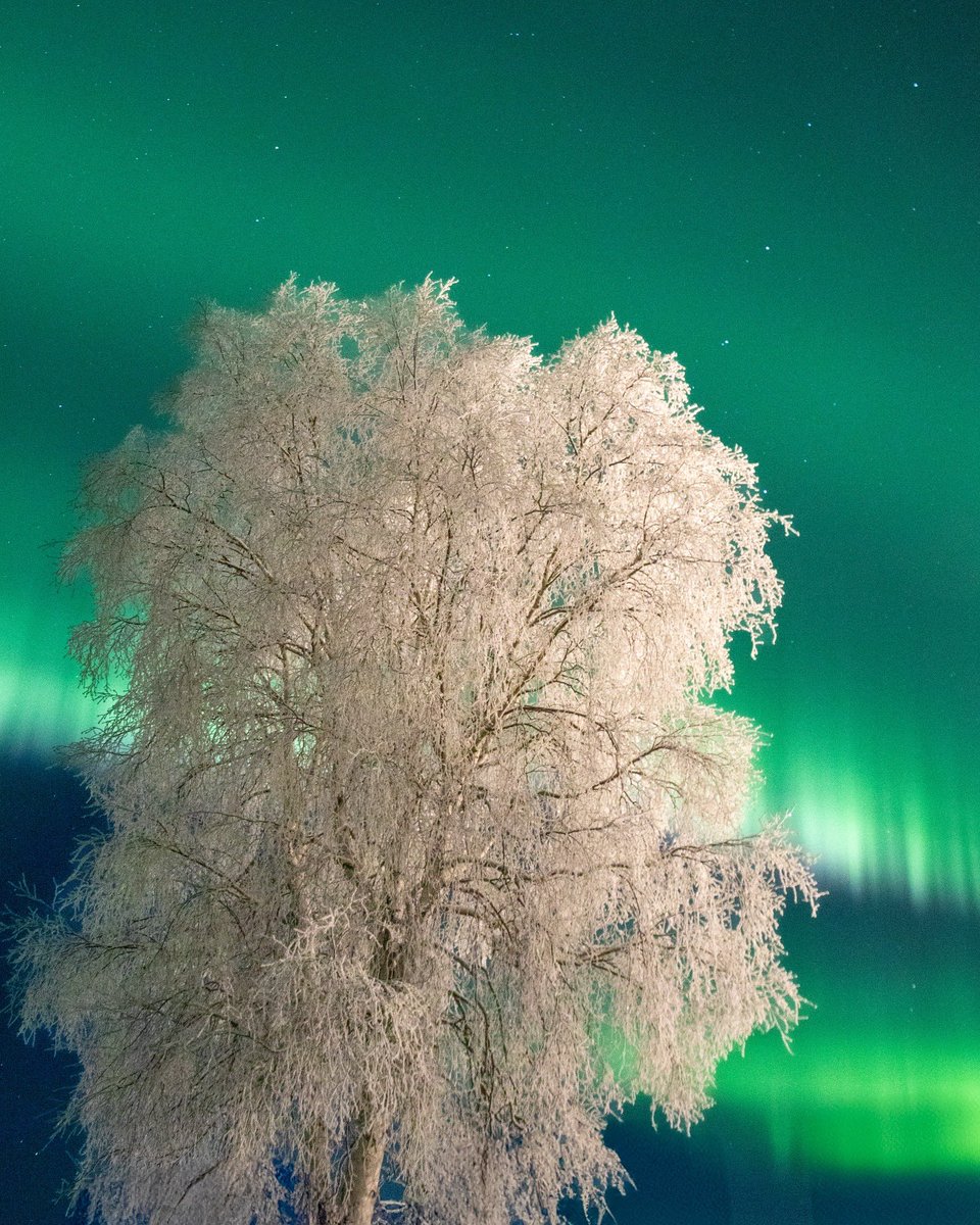CAMPROBBER_'s tweet photo. Northern lights and frosty trees Willow AK https://t.co/X5pmV49Lzr