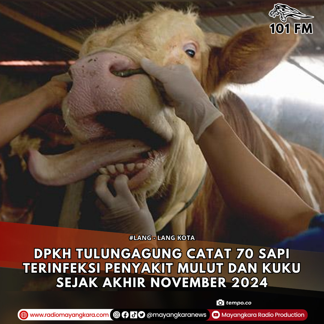 Kasus Penyakit Mulut dan Kuku PMK merebak, Pemkab Blitar perketat lalu lintas hewan sapi dan kambing.
instagram.com/p/DEUfG4TSFxM/…