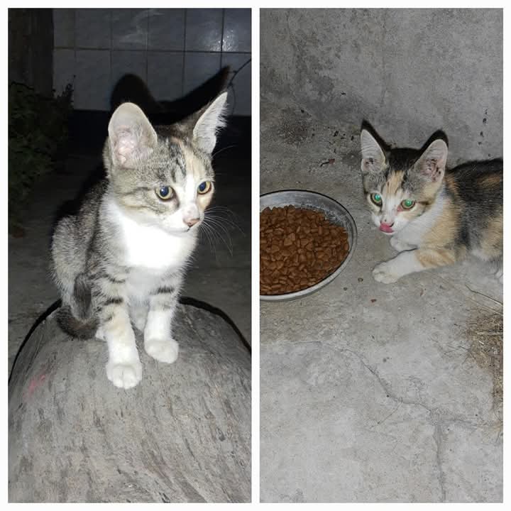 GATITAS EN ADOPCION EN ISIDRO CASANOVA

Abandonas en la puerta de casa, necesitan un hogar. 
Contacto 1165295658

#GatitosenadopciondefansZONAOESTE