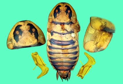 Zootaxa's tweet photo. A #newspecies of the genus Eurycotis Stål (#Blattodea, Blattidae) from the eastern region of #Cuba
https://t.co/Kcz4yyVajM
#Taxonomy https://t.co/RJbiJmNxXn