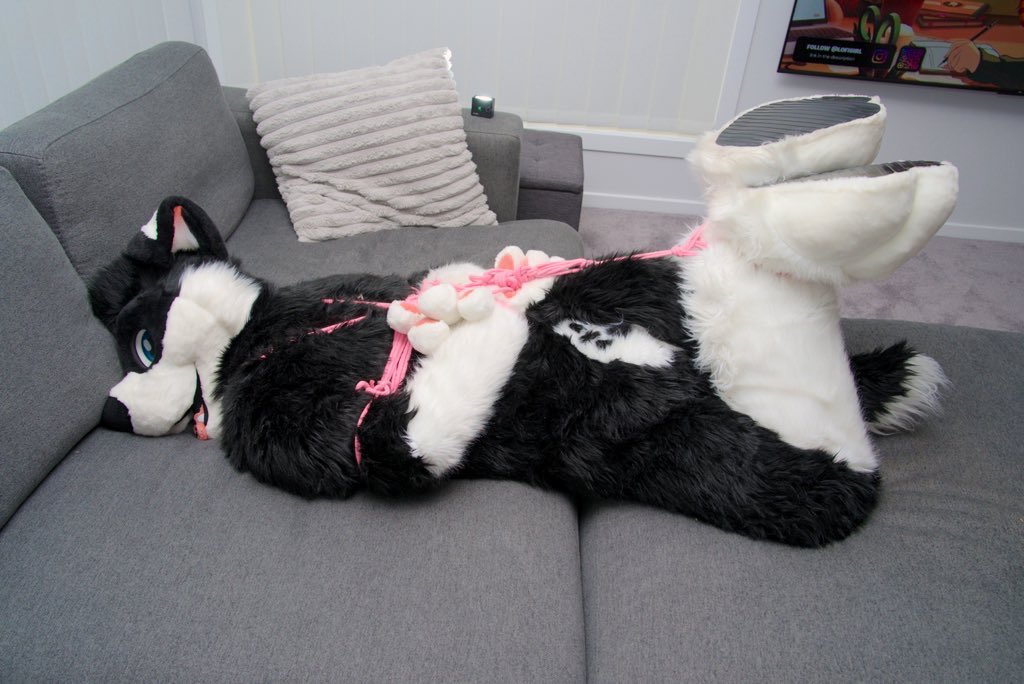 Happy #FursuitFriday everyone!

Here is the naughty dog all tied up.

🪢 <a href="/Asherthedolf/">🐕Asher🦌 🔜 FurDU, MFF 25</a> 
📸 <a href="/toastedlynx/">Toasted Lynx</a>