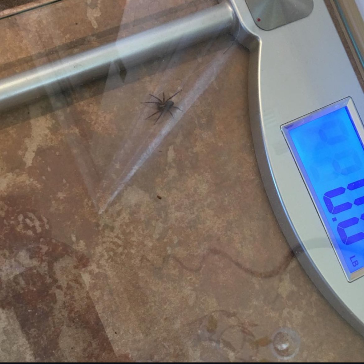 Just another reason to not get on the scale today…..