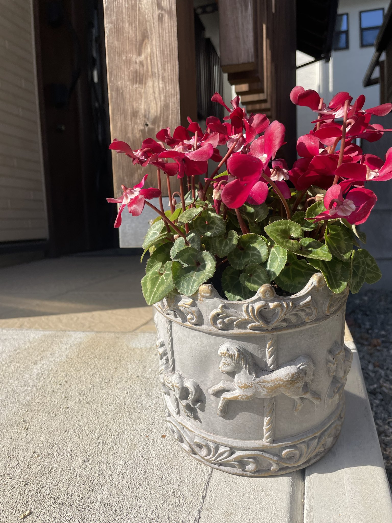 ❣️シクラメンです。２点おまとめ ❣️シクラメンです。2点おまとめ ❣️シクラメンです。2点お