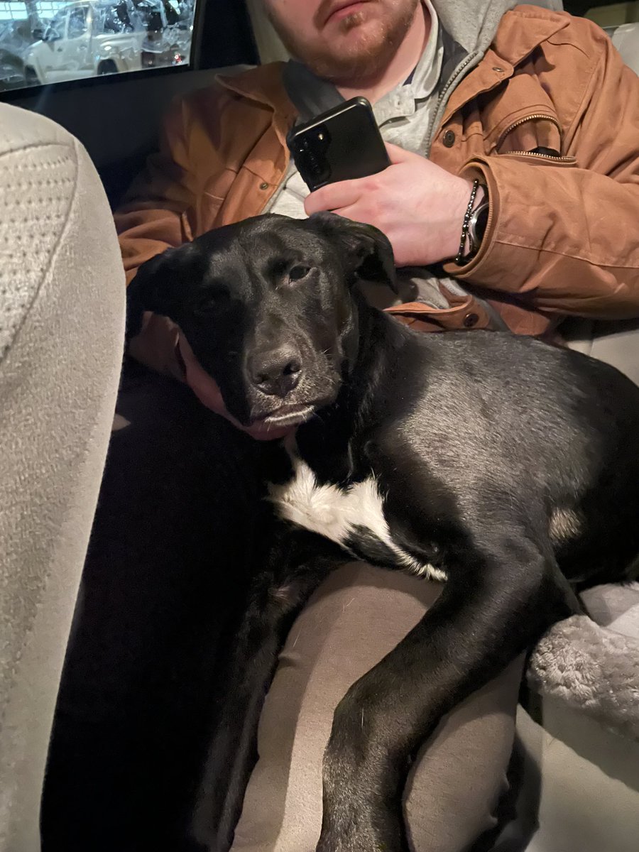 Rumply Softpaws tweet media