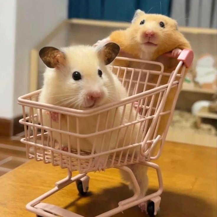 7DREAMPJS's tweet image. the hamster brothers 햄앤햄즈