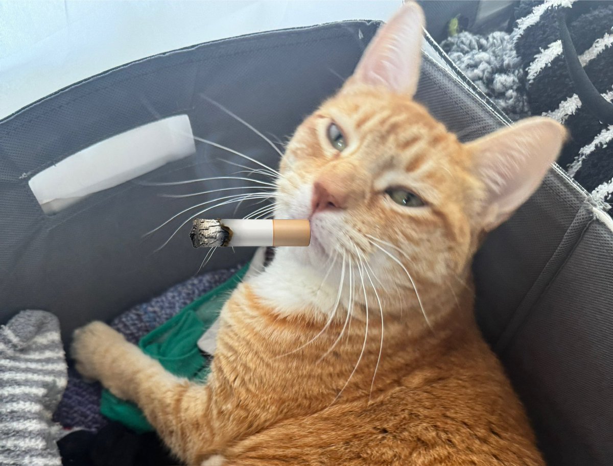 Jorts (and Jean) tweet media