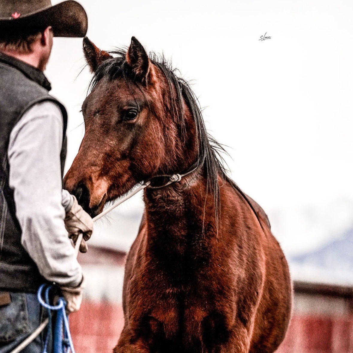 Jeremy_Rich12's tweet photo. Still working on the catching part, but Lady May is coming around and trusting the process!
Big things coming in 2025 for both of us!π€ ππ»
#breakinghorses #training #mustang #cowboy #roping #rescue #ranchlife #cowboyhardware #prohats #wrangler #ariatboots https://t.co/um0lDgATmk