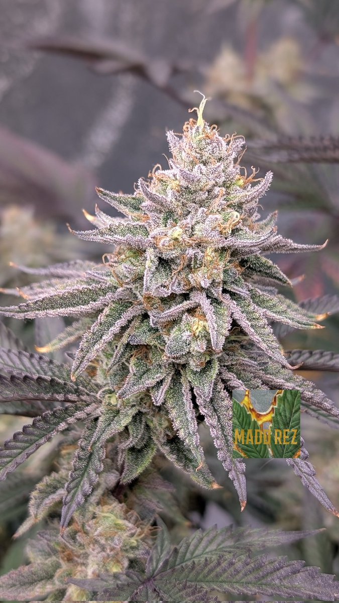 Zebra Cake x Zkittlez 🦓🌈 
From <a href="/irvineseedco/">Irvine Seed Company</a> 
Week 9 - finishing up beautifully 😍