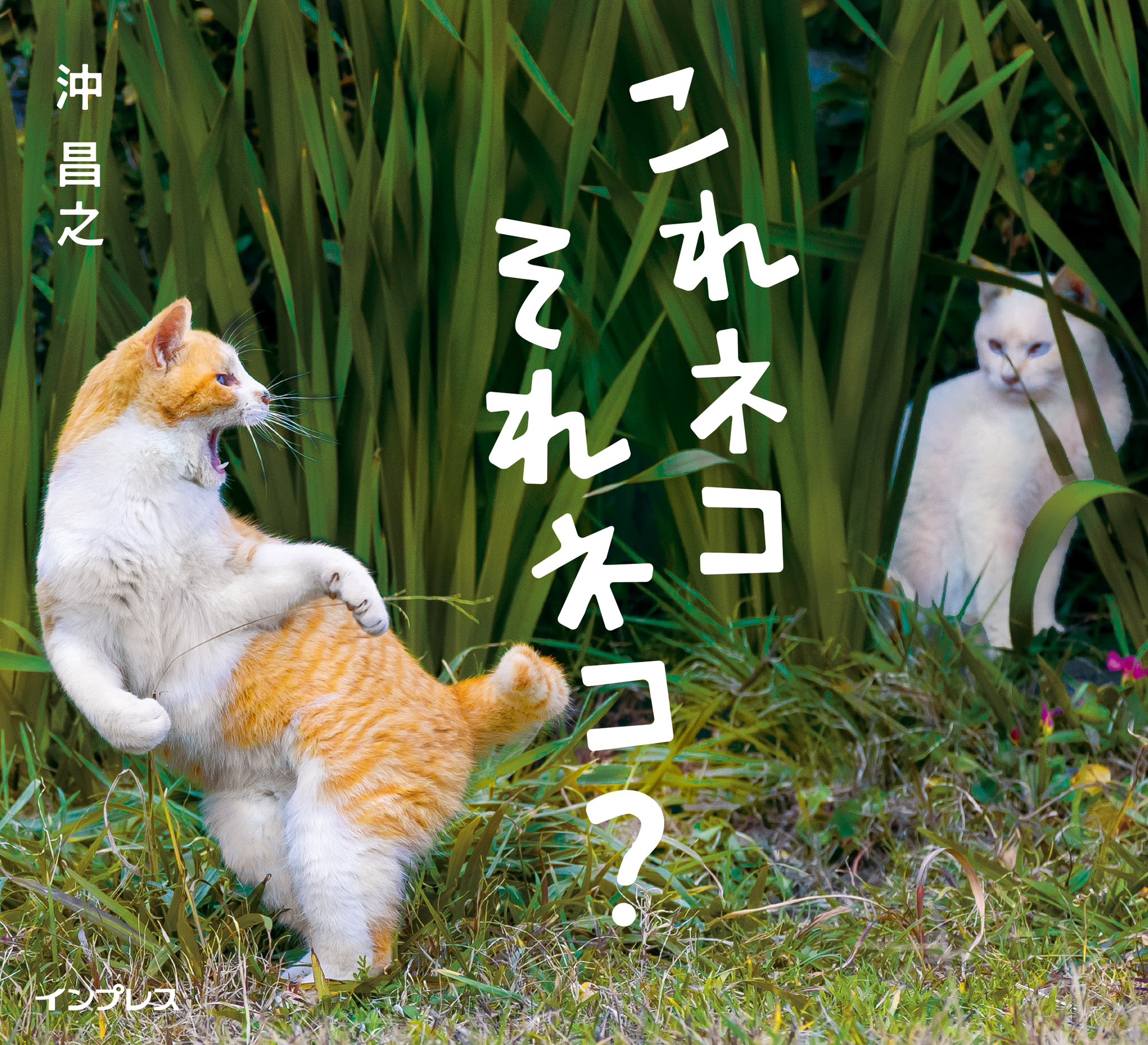 猫の顔デザイン 木魚 51-eR91tfzL._UF350,350_QL50_.jpg