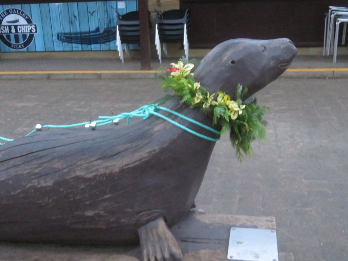 knittedknobs's tweet image. gonna miss Christmas  #christmas #festiveseal #itsjanuary