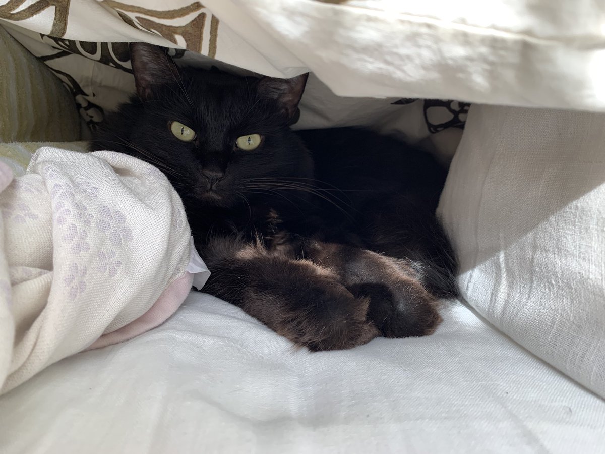 前まではワイ布団で作ったカマクラに入っていたのに…今は父の布団ですか…でも心地良さそうならOKです🥹 