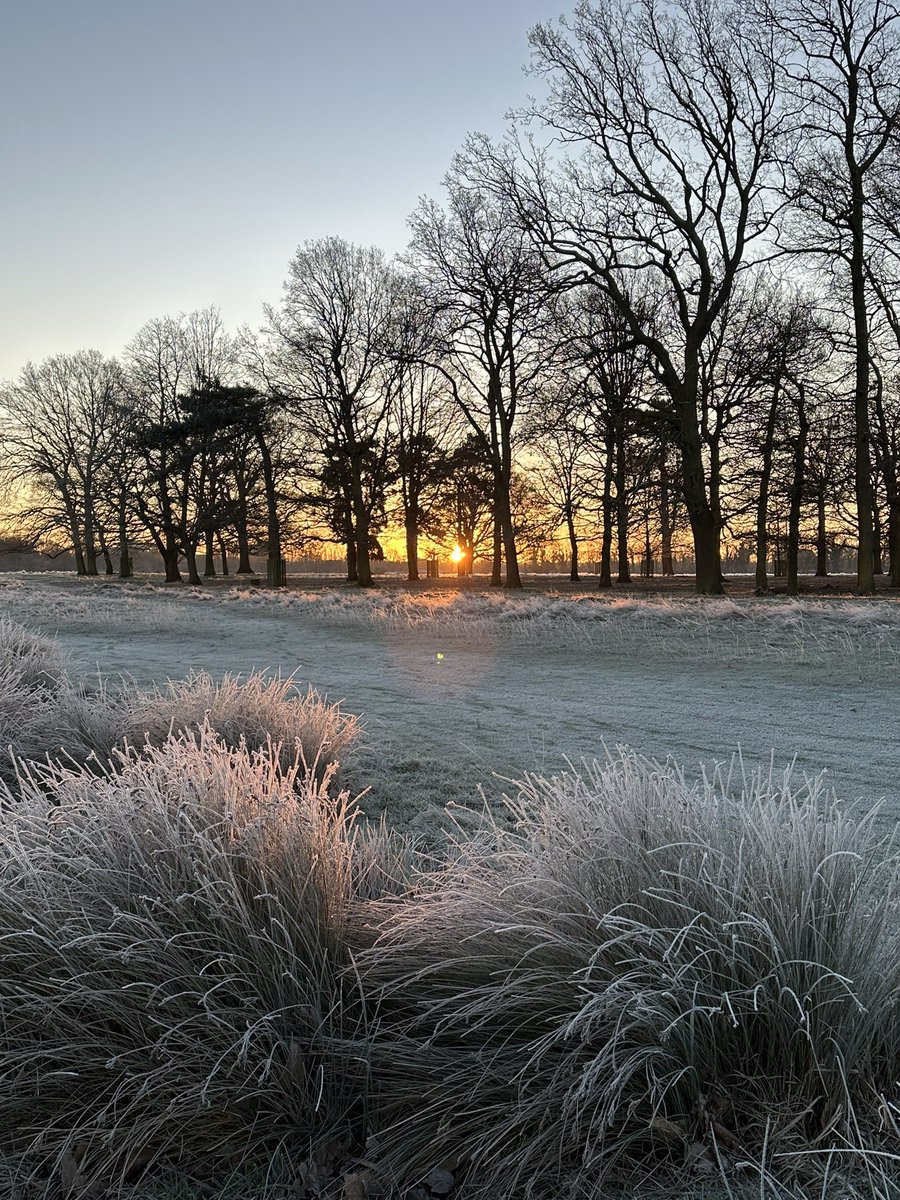 Lovely frosty morning walk across Bushy Park, Teddington. 🥶❄️❄️☀️