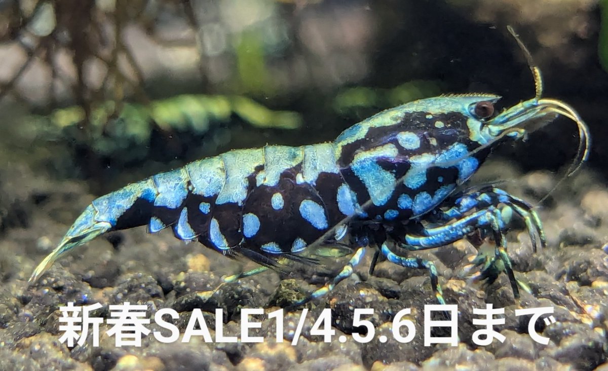 ebinokakato's tweet photo. 🎍ebinokakatoの長嶋です🎍
✨1月4日〜1月6日✨の3日間、
💥新春SALE💥を開催!
チェリーシュリンプ・ビーシュリンプ・
スラウェシ等 最大30%OFF‼️
各種特価品もご用意しています🎁
ご来店を心よりお待ちしております
#アクアリウム
#シュリンプ
#ebinokakato https://t.co/0QB9otLXmf