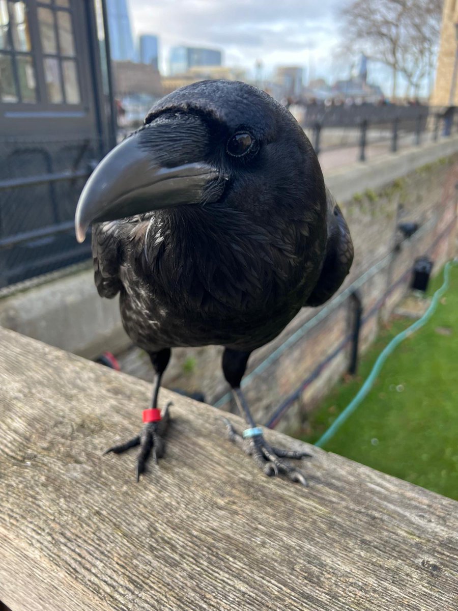 Stop scrolling and say good morning to Poppy 👋 She says Hoppy New Year from the Tower of London 🏰

📷 From the Ravens Team