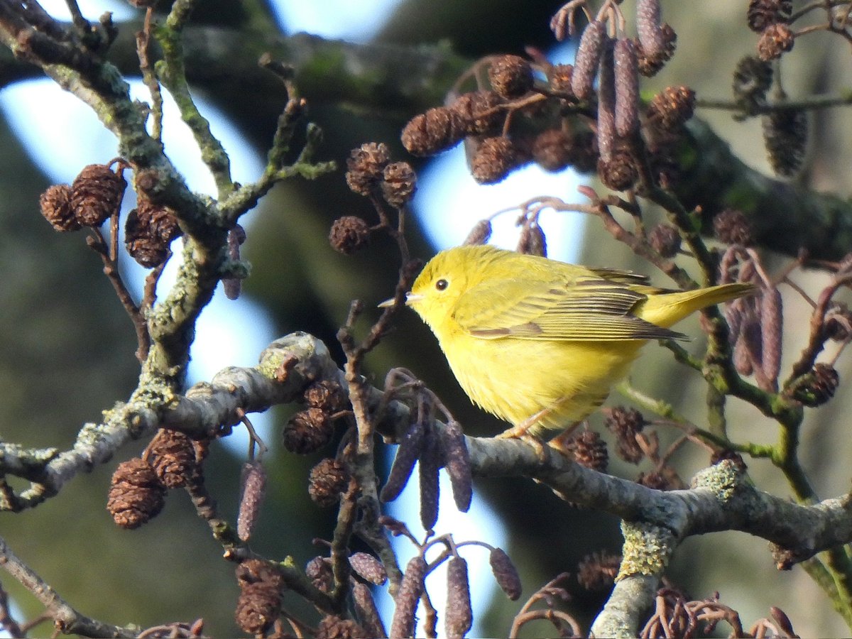mattgarnham90's tweet image. Kent Twitch for the American Yellow Warbler and Scops Owl, which I decided in the morning to go for them. I managed to get eyes on the warbler, which showed in the alders. The owl didn't show after a few hours of waiting. 2/1/25