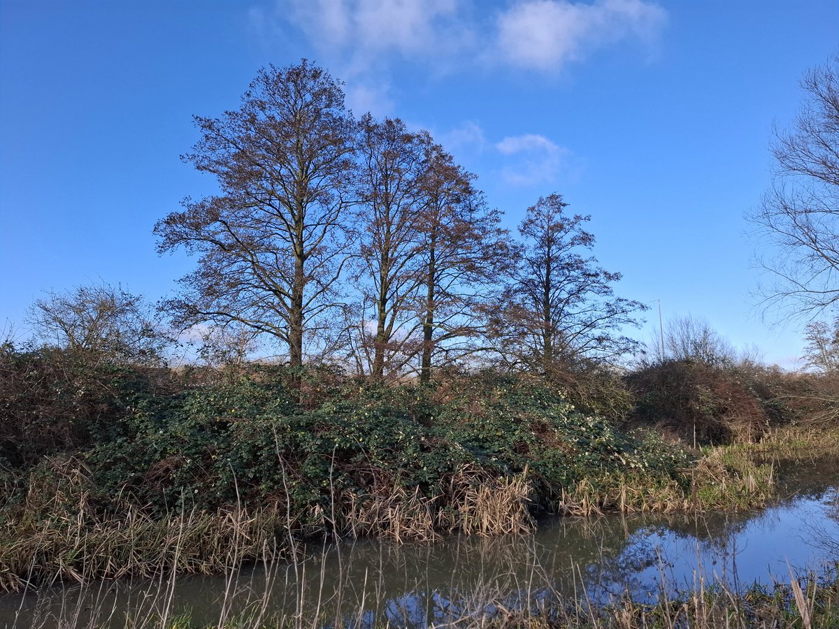 mattgarnham90's tweet image. Kent Twitch for the American Yellow Warbler and Scops Owl, which I decided in the morning to go for them. I managed to get eyes on the warbler, which showed in the alders. The owl didn't show after a few hours of waiting. 2/1/25
