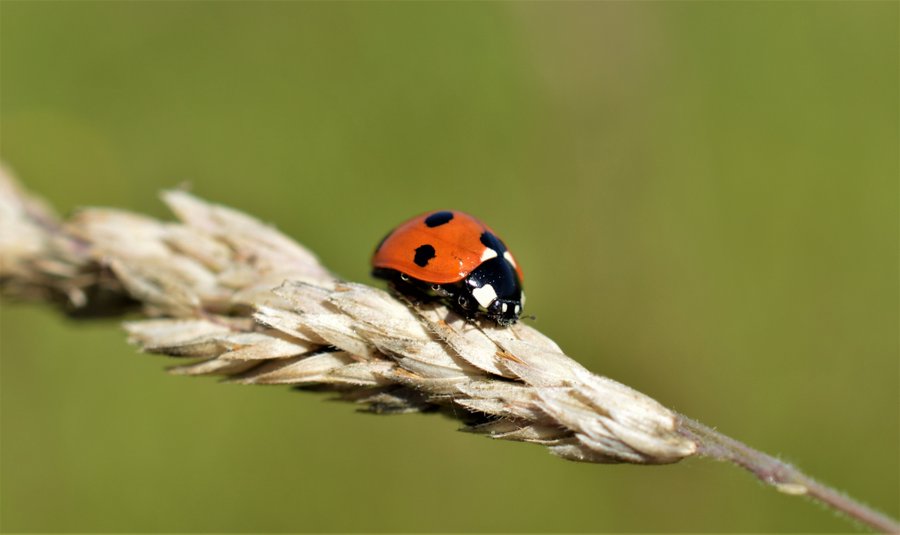 The final batch of Ladybird data for 2024 has just been validated and will be loaded to Biodiversity Maps shortly. 

This includes the data submitted in December along with records for inconspicuous species for all of Q4. 

More details on #LadybirdAtlas2025 shortly!