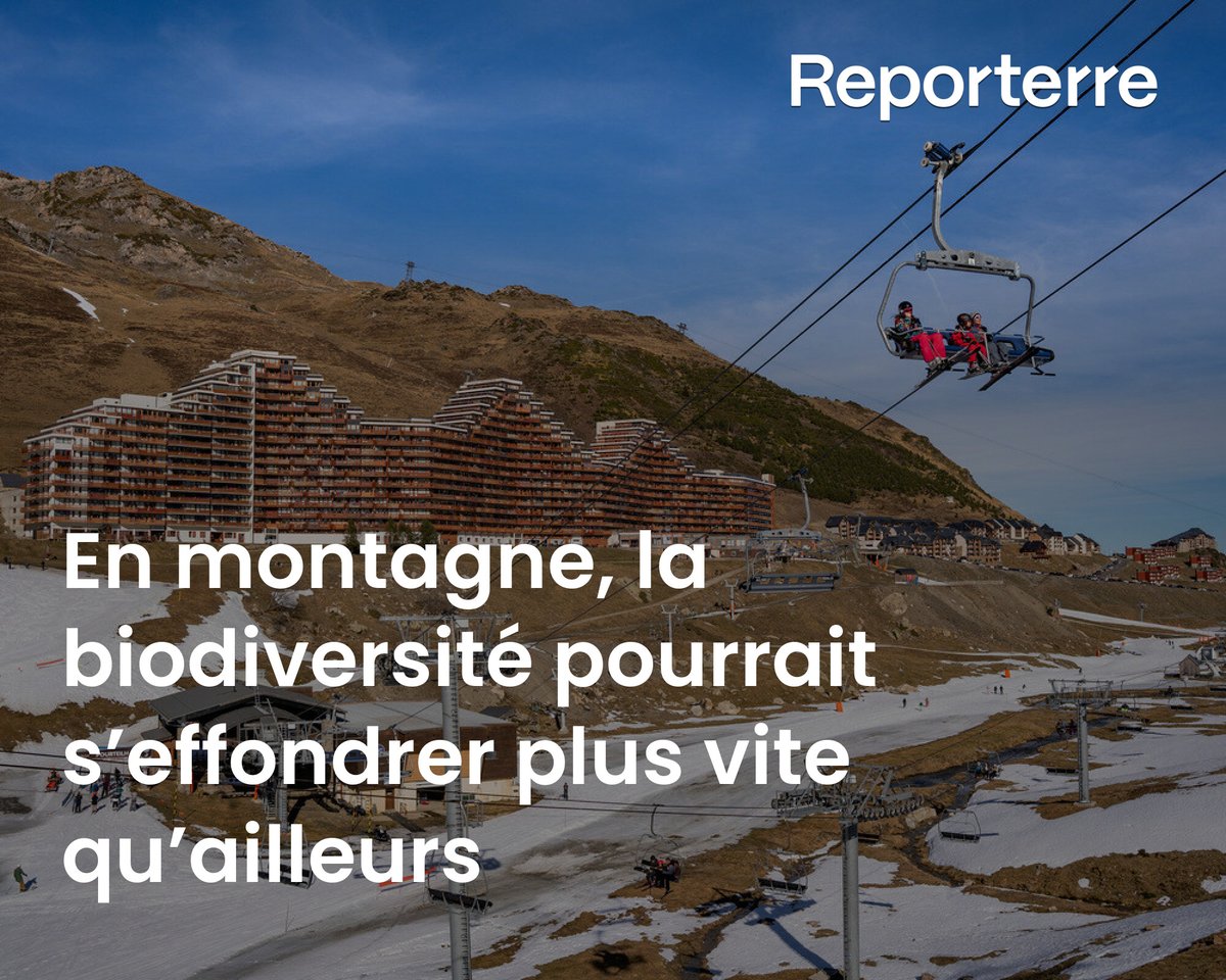 Changement climatique, pollutions chimiques, tourisme…En montagne, plus qu'ailleurs, plusieurs espèces s’approchent d’un effondrement global.
Lire l'article ➡️ l.reporterre.net/mzE