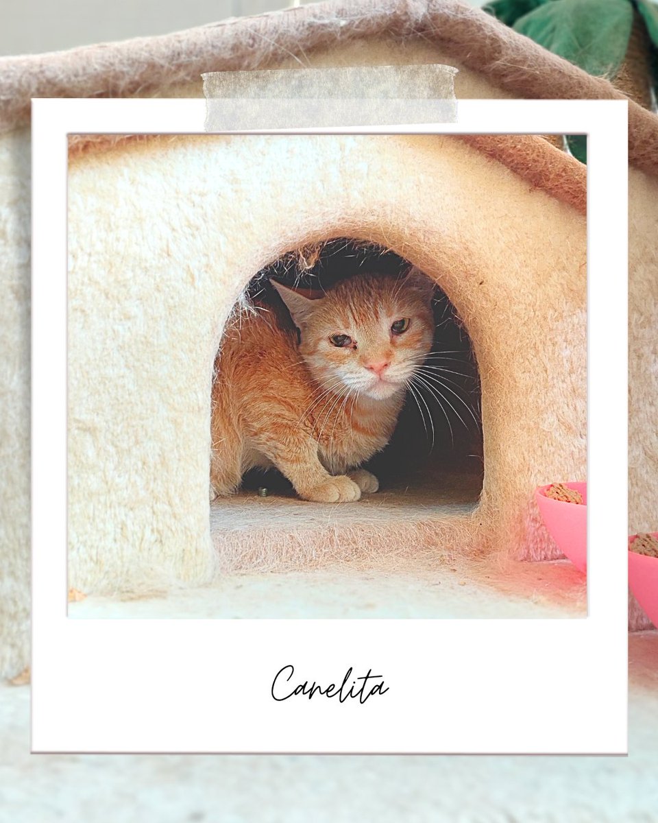 Canelita ✨

Es una de nuestras gatas especiales, tiene problemas crónicos digestivos y necesita una dieta gastrointestinal. Por su comportamiento no es apta para la adopción.

apadrina@defensafelina.org 

teaming.net/asociaciondefe… 

Santander
IBAN ES09 0049 5427 0229 1660 1121