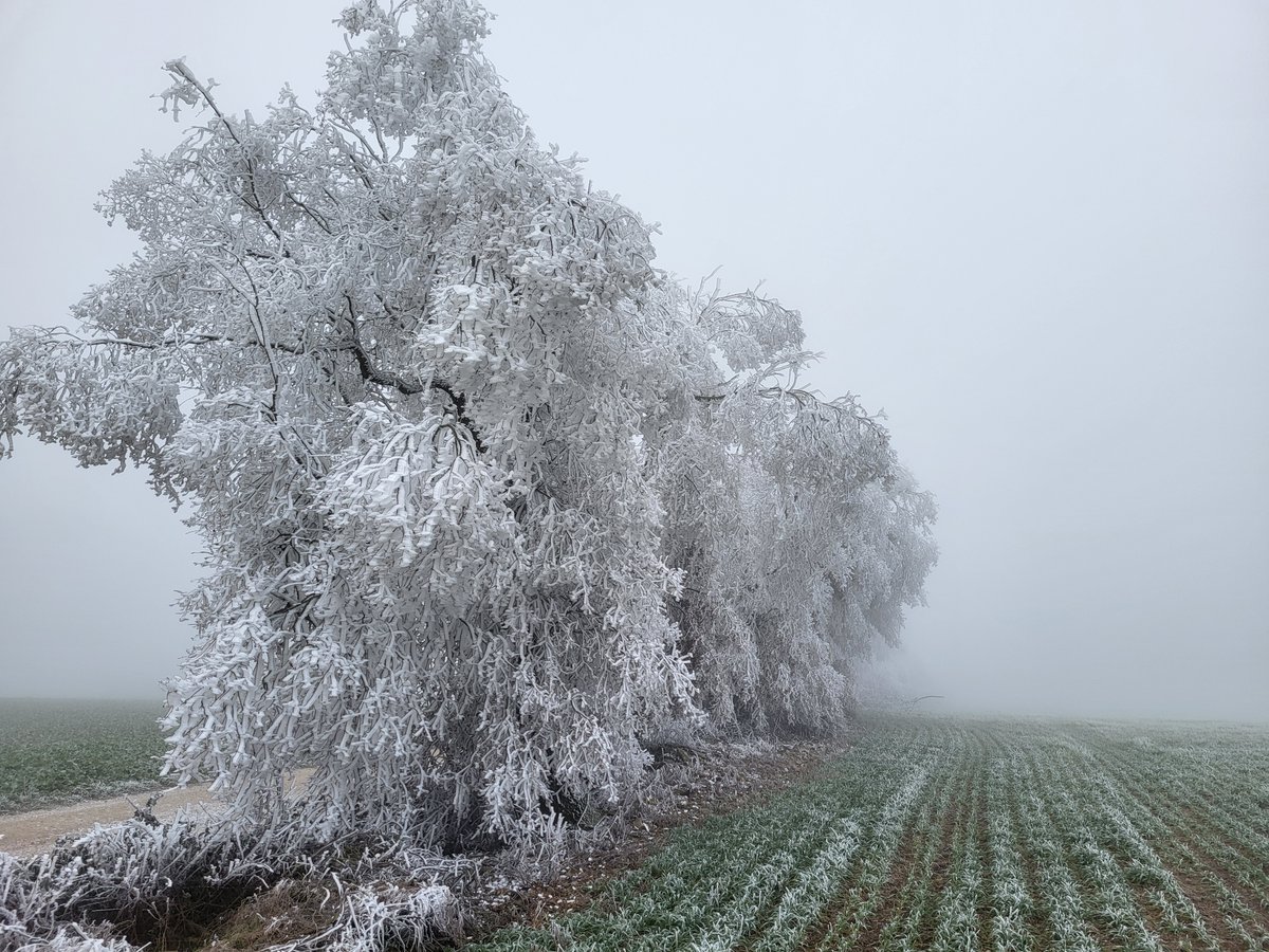 Josep Raich Duarri tweet media