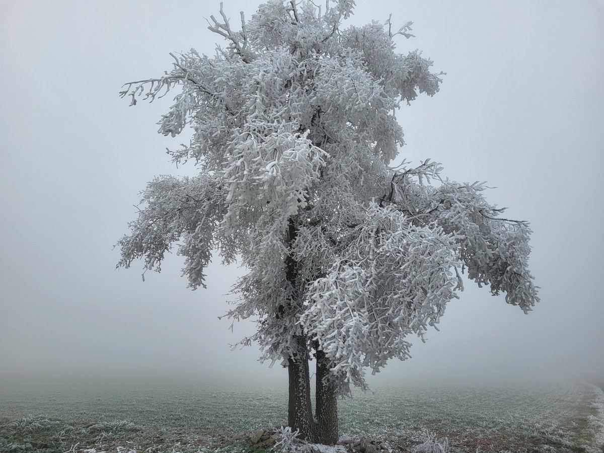 Josep Raich Duarri tweet media