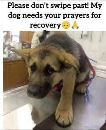 Beyond The Leash (@beyond_theleash) on Twitter photo 