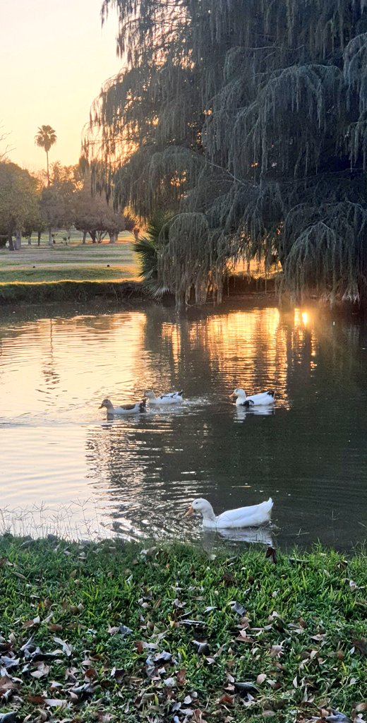 Iniciar el año así... terminar el día así! 🦆☀️⛳
#CampestreGómez
